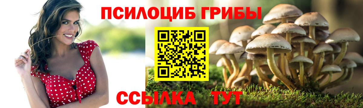 Галлюциногенные грибы Psilocybe Котлас